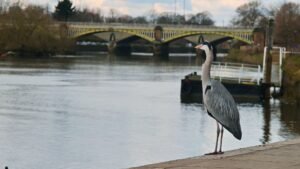 Heron by Richmond Bridge on the Thames