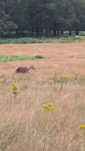 Richmond Park Deer